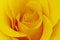 Romantic glowing yellow rose close up