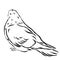 Romantic grace white dove isolated on background. Ink drawn icon sketchy in art doodle style pen paper. View closeup