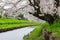 Romantic hanami spot at Shingashi River,Kawagoe,Saitama,Japan.With sakura petals covering the river.