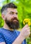 Romantic hipster made bouquet, green nature background, defocused. Romantic concept. Bearded man holds yellow dandelions