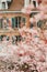 Romantic image of old french facade taken through spring blossoming