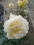 Romantic large white yellow rose