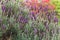 Romantic lavender background and red flowers out of focus