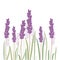 Romantic lavender flovers isolated in white background.
