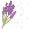 Romantic lavender flovers isolated in white bakground.