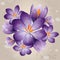 Romantic lilac Crocus