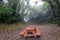 Romantic lonely red bench in the forest in Moteverde. Costa Rica.