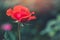 Romantic love red rose flower valentine love with blur background