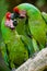 Romantic military macaws