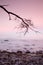 Romantic morning. Bended tree above sea level, boulders sticking out from smooth waves. Pink horizon