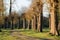 Romantic and mysterious alley path with old big trees in park. Beauty nature landscape.