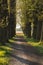 Romantic and mysterious alley path with old big trees in park. Beauty nature landscape.