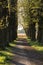 Romantic and mysterious alley path with old big trees in park. Beauty nature landscape.