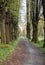 Romantic and mysterious alley path with old big trees in park. Beauty nature landscape. Summer walk