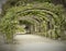 Romantic old- fashioned rose tunnel