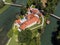 Romantic Otocec Castle on Krka River in Slovenia. Drone View.