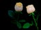 Romantic pair of glowing peach roses on black background