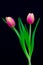 Romantic pair of pink tulips against abstract black background