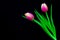 Romantic pair of pink tulips against abstract black background