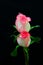 Romantic pair of pink and white color roses against dark background