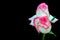 Romantic pair of pink and white color roses against dark background