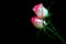 Romantic pair of pink and white color roses against dark background