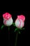 Romantic pair of pink and white color roses against dark background