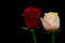 Romantic pair of red and peach roses close up against dark background