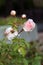 Romantic Pale Pink Half-Opened Garden Roses in a Closeup Color Imagea