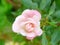 Romantic pale pink rose