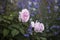 Romantic Pale Pink Rose with purple catmint flowers