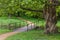 Romantic path in the park near Westohove medieval castle