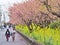 Romantic pathway of beautiful Cherry Blossom, Sakura.
