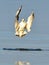 Romantic photo of seagull