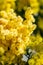 Romantic photograph of a detail of a mimosa plant, a plant widely used among flowers as a gift to women in their `women`s day`