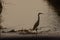 Romantic photograph of a heron in backlight on the banks of a stream