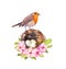 Romantic picture with cute robin bird in nest with eggs in spring flowers. Cherry blossom, sakura, pink apple blooming