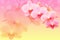 Romantic pink orchid flowers on blured background