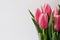 Romantic pink Tulips with space for message