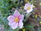 Romantic pink  wind flowers Japanese  anenome