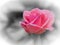 Romantic pinkish rose with a raindrop