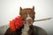 Romantic Pit bull terrier