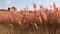 Romantic Prairie Grass 3d Rendering For Landscape Design