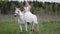 romantic princess in white wedding dress is riding horse on field, fairytale and fantasy