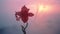 Romantic Realism: Capturing The Red Flower In The Fog