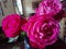 Romantic red cabbage  roses  in a blue vase in the kitchen