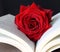Romantic red rose on a book, love symbol
