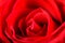 Romantic Red Rose Inside Petals