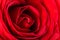 Romantic Red Rose Inside Petals