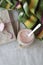 Romantic rich breakfast: oatmeal with berry yogurt and cinnamon